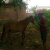 anjas.saja71