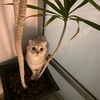 kot_kota70