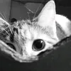_lthkphuongg.23