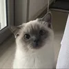 meow