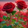 sharbat.khan64