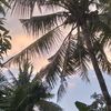 melliaa_2010
