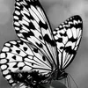 heba_shehad