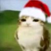 meowl_392