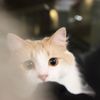 wonton0329