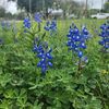 texas.bluebonnet