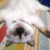 liyachan23