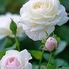 m.faruk698