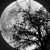 abd___818___