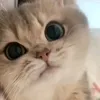 cutekittycat690