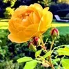 guly.bahar364