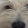 ur_fav_dog12345