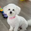 Alythebichon