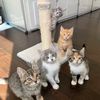 maincoonkittens12