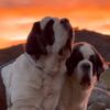Royal Saint Bernards