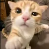 kx_li9