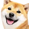 tutirrteol6