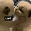 thanhdat23451
