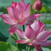 thi.khanh.nguyn68