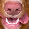 porkzilla