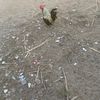 raziko.sdzpoisson