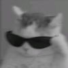 zippy_lizy