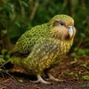 kakapo_top