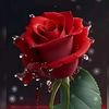 kh.afridi7
