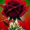 muneebaashfaq96