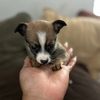 davincithepomchi