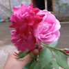 wongsabar031