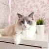malicasragdolls