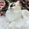ragdollshenaniganss