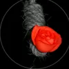 dawranigardwn1