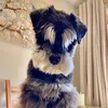 monty.the.schnauz