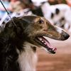 mielikkiborzoi