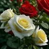 rabiya.abutasil.p