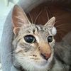 Mia kittens