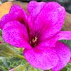 bijay_lama24