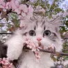 cattarot_