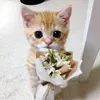 anhsaosungvoiem