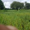 phyo.maung.maung560