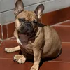 Людочка | французский бульдог