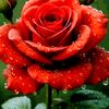 user920200867527