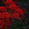 _.red_spider_lily._