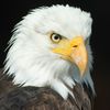 buzzard1290