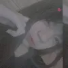 _vanzkanh_