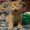 chafamilycat4
