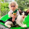 Monkey BiBi Cute ❤️😍
