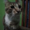 joshi_honatan